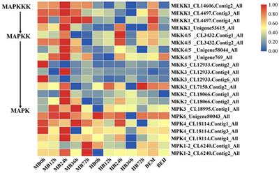 Transcriptome Analysis Reveals that Exogenous Melatonin Confers Lilium Disease Resistance to Botrytis elliptica